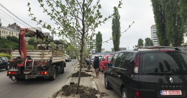 A început mutarea platanilor de pe Valea Portului. "Au fost omorâți! Asemenea operațiuni nu se fac așa de târziu!" - 2