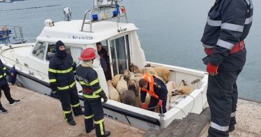 Stire din Eveniment : Decizie finală privind incinerarea cadavrelor oilor de pe nava răsturnată în portul Midia