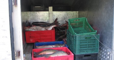 Stire din Eveniment : Patru bărbați cercetați de Garda de Coastă pentru transport și pescuit ilegal de pește