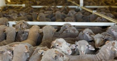 Stire din Economie : Semnal de alarmă! „Nu este respectat transportul animalelor vii pe caniculă!”