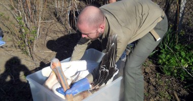 Stire din Social : Tratament și adăpost pentru păsările sălbatice bolnave