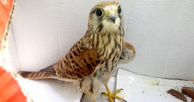 Tratament și adăpost pentru păsările sălbatice bolnave - 2