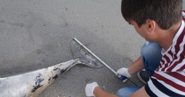 Trei delfini eșuați în sudul litoralului - 3