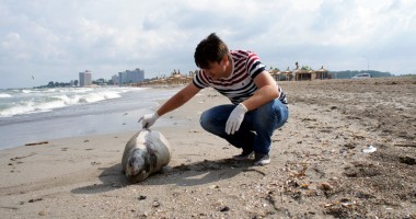 Trei delfini eșuați în sudul litoralului - 4