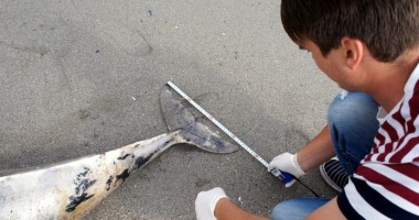 Trei delfini eșuați în sudul litoralului - 2