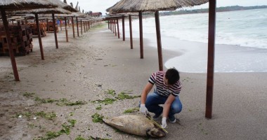 Stire din Social : Trei delfini eșuați în sudul litoralului