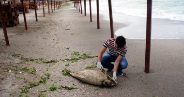 Stire din Social : Trei delfini eșuați în sudul litoralului
