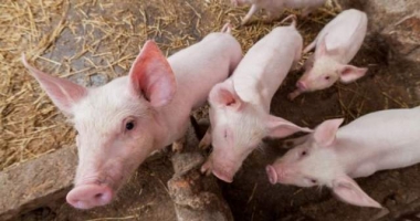 ALERTĂ DE TRICHINELOZĂ, înainte de Crăciun! Opt județe sunt afectate
