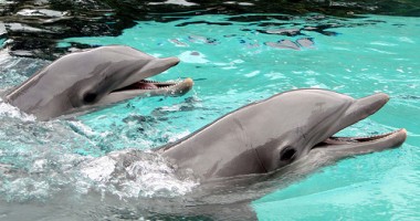 Cum să adopți un delfin cu 100 de lei