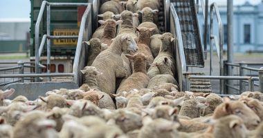 Stire din Economie : Tunisia, o nouă oportunitate de export pentru fermierii români