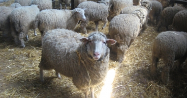 Tunsul oilor e mai scump decât prețul lânii - 2