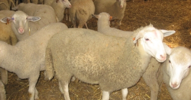 Tunsul oilor e mai scump decât prețul lânii - 6