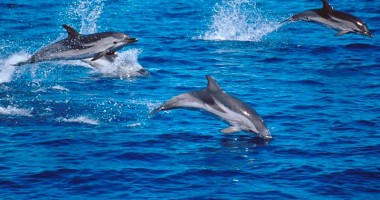 Dispozitive acustice pentru salvarea delfinilor