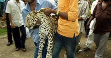 Stire din Actualitate : Tragedie! O fată  de 12 ani, ucisă  de leopard chiar  în fața mamei sale