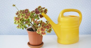Stire din Diverse : Sfaturi pentru udarea plantelor când pleci  în concediu