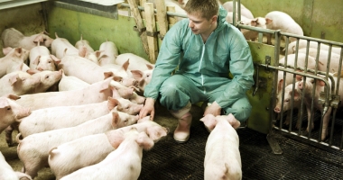 Stire din Economie : UE negociază cu Rusia reluarea exportului cărnii de porc