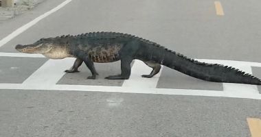 Stire din Actualitate : Aligator filmat în timp ce traversa o stradă în Florida