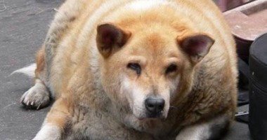 Stire din Cetățenești : Ce faci dacă ai un câine obez?