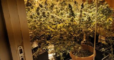 Un constănțean creștea cannabis în apartament. DIICOT a intrat pe fir