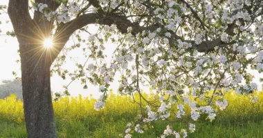 Stire din Social : Vreme frumoasă de Florii la Constanța