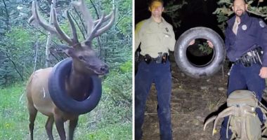 Stire din Actualitate : Un elan a fost salvat după ce doi ani a stat cu un cauciuc de maşină la gât