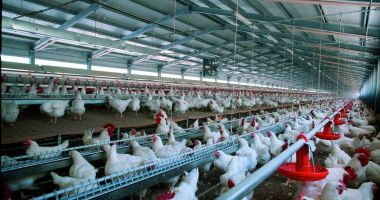 Stire din Economie : Uniunea Crescătorilor de Păsări aduce clarificări privind investigaţia Consiliului Concurenţei