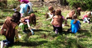 Stire din Social : Un milion de copaci, plantați într-o singură zi