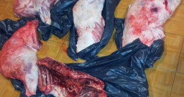 Stire din Eveniment : CAPTURA Poliției Constanța / Reținuți pentru braconaj de mistreți