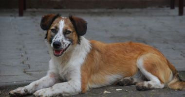 Stire din Social : Câinii fără stăpân vor fi, în continuare, sterilizaţi
