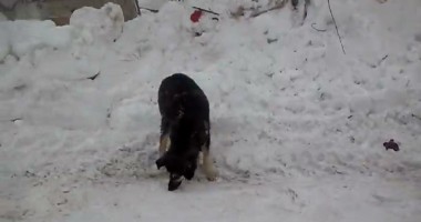 Stire din Social : TRAGEDIE. Peste 200 sute de câini îngropați de vii la Lehliu  (VIDEO)