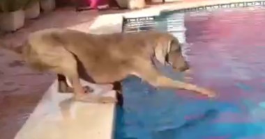 Stire din Diverse : IUBEȘTI CÂINII? Atunci trebuie să vezi acest VIDEO!