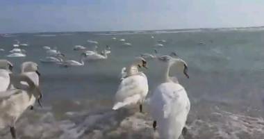 Stire din Social : VIDEO. Cum se distrează lebedele, pe plaja din Eforie Sud