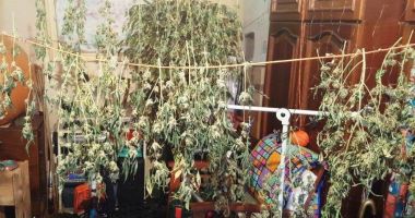 Stire din Eveniment : Tânăr din Constanța, arestat pentru că avea o cultură de cannabis în apartament
