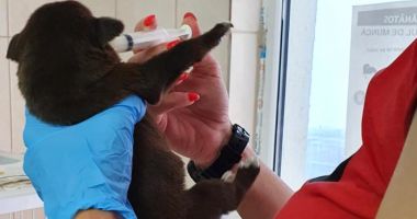 Mamă eroină la Adăpostul pentru animale din Constanța. O cățelușă cu nouă pui a mai "adoptat" încă nouă, aruncați pe marginea drumului - 2