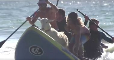 Reuters / VIDEO: Surfing cu capre, pe o plajă din California