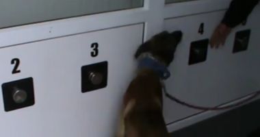 Proiect Sibiu. Câinii dresați să depisteze infecția cu COVID au recunoscut 100% din probe