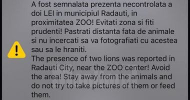 RO-ALERT pe telefoanele românilor, după ce doi lei de la zoo au fost scăpați din cușcă!