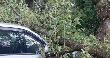 Stire din Eveniment : Copac căzut peste maşini, la Constanţa! Autovehiculele au fost avariate!