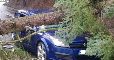 Copac putred, căzut peste o mașină aflată în mers