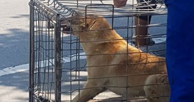 IMAGINI ȘOC! Hingherii au descins cu brutalitate printre patrupezii din orașul Constanța. "Le dădeau fiare și picioare în cap" - 2