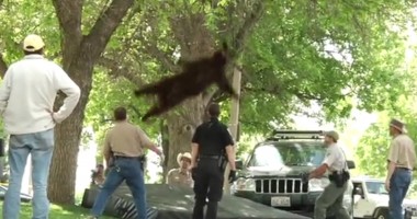 Cum cade un urs dintr-un copac, după ce a fost tranchilizat  / VIDEO