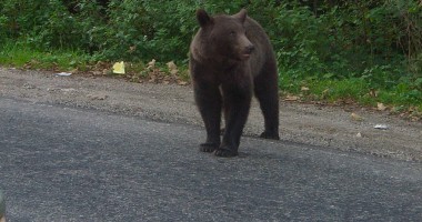 Stire din Eveniment : O femeie, atacată de urs, la câteva ore după ce un bărbat a fost ucis
