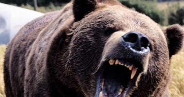 Stire din Eveniment : Un alt bărbat a fost ucis de urs, în Dâmbovița. Incidentul a avut loc în zona în care e carantină