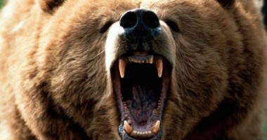 Stire din Eveniment : Bărbat grav rănit de un urs la o stână de la marginea orașului Petroșani