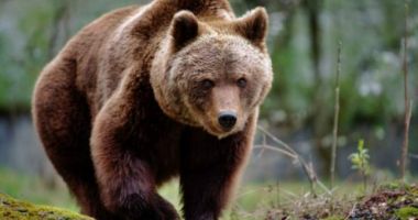 Doi copii și un bărbat, atacați de un urs într-o localitate din județul Brașov