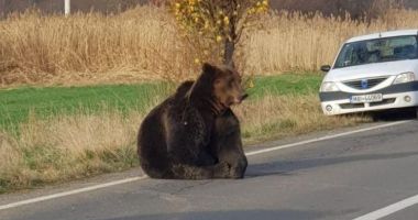Dosar penal în cazul ursului lăsat să agonizeze 18 ore pe drum