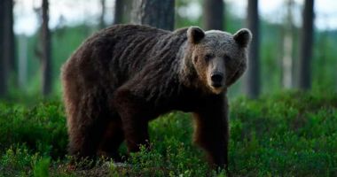 Bărbat de 61 de ani, rănit de urs în Harghita