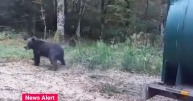 O ursoaică și trei pui care umblau des prin cartierele din Brașov au fost prinși și relocați departe de oraș