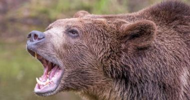 Stire din Eveniment : Un bărbat a fost ucis de urs, lângă o cabană din Harghita