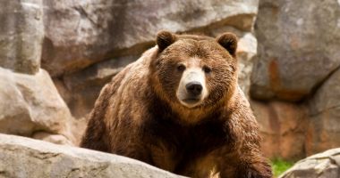 Stire din Politică-Administrație : Guvernul dă liber la împușcat urșii! Cine va lua decizia privind eliminarea animalelor